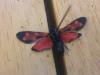194234 – Photo : Limenitis78 – France (04)