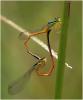 Minagrion waltherii