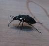 Poecilus cupreus