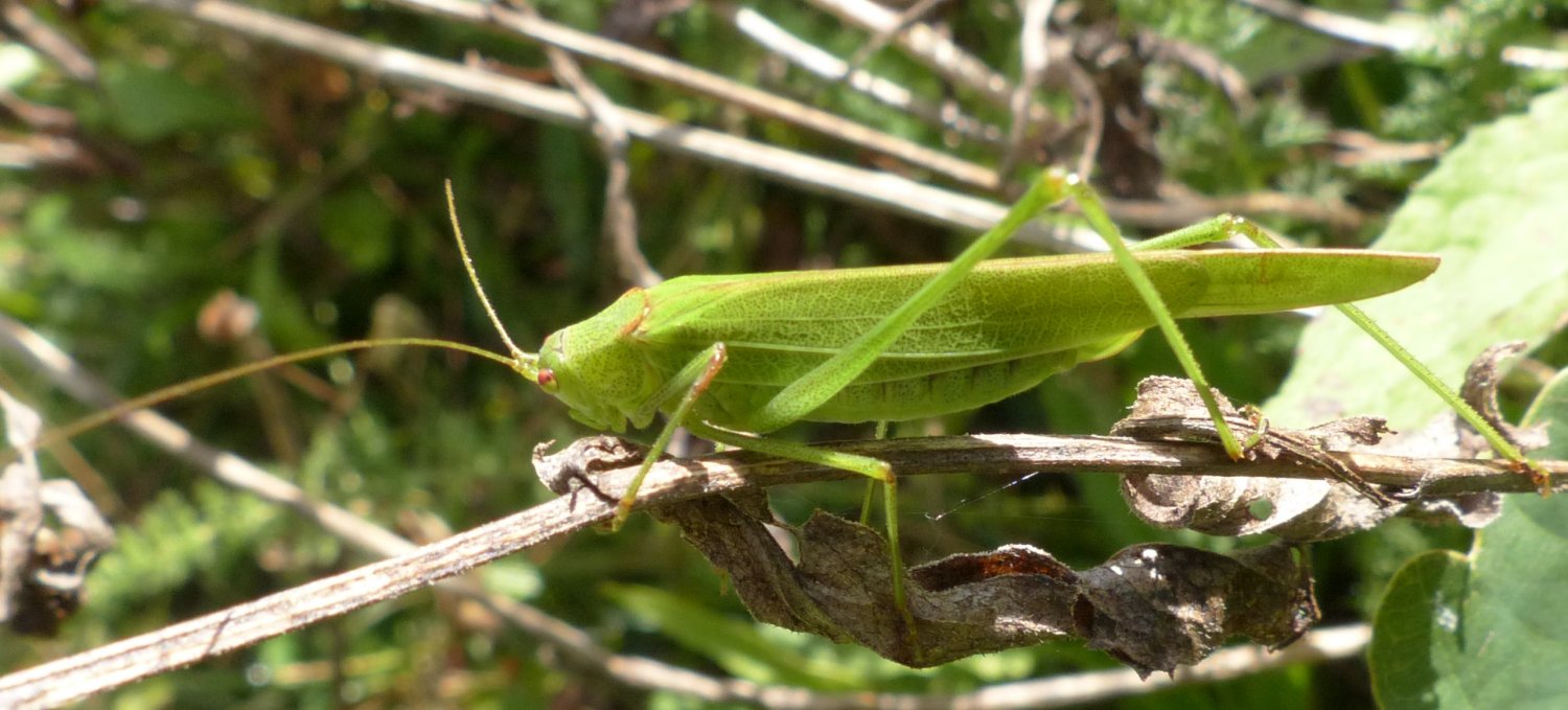 ORCHALLAN - Phaneroptera falcata - réf. 194986 (1500 x 679 pixels, 169 ko)