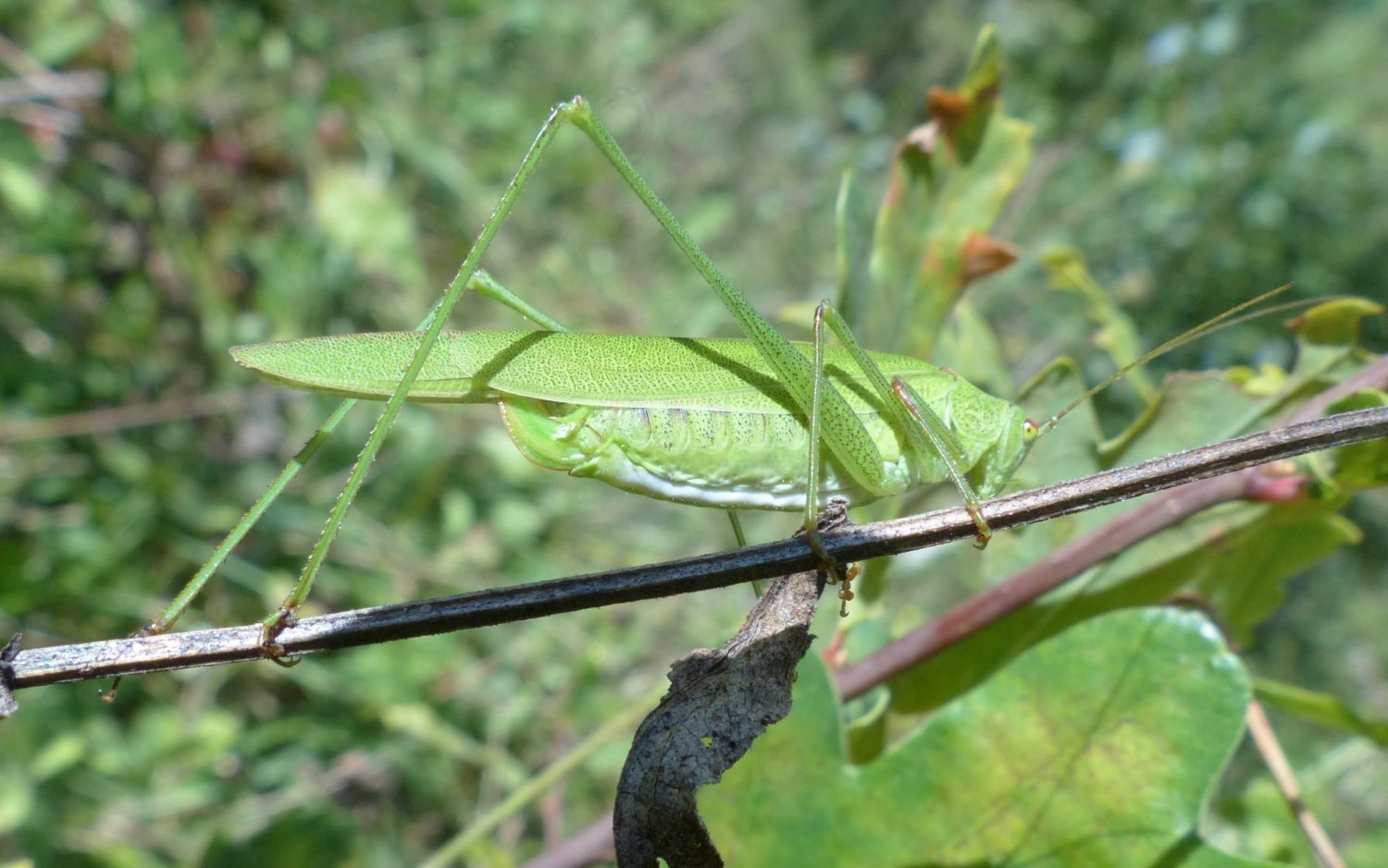 ORCHALLAN - Phaneroptera falcata - réf. 194916 (1500 x 939 pixels, 193 ko)