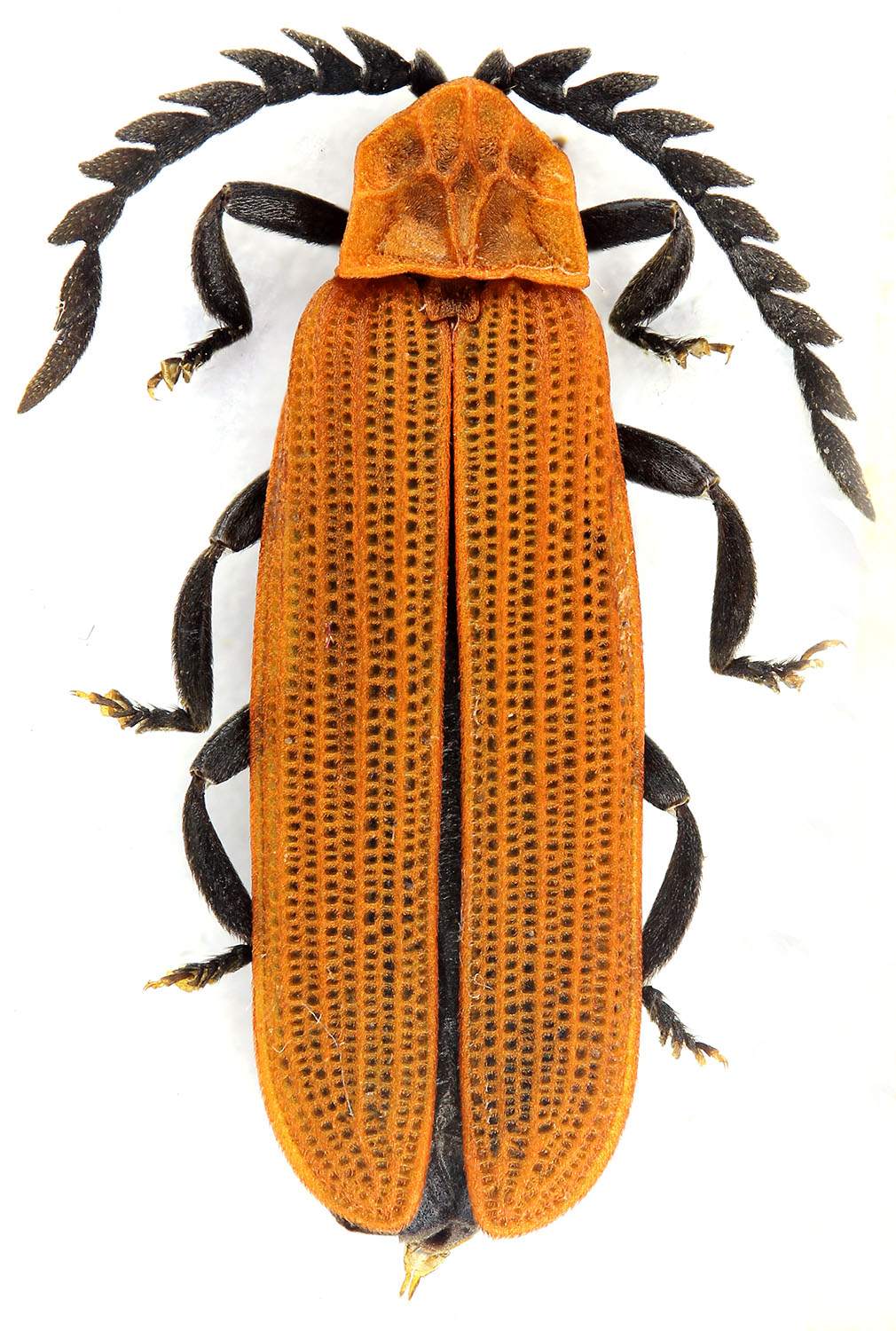 Dominique Poirier-Ducrocq - Metriorrhynchus sp. - réf. 194200 (1010 x 1500 pixels, 209 ko)