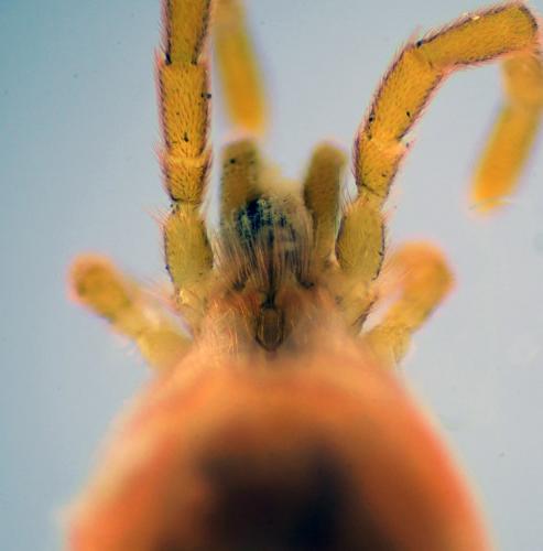Allothrombium sp.