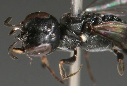 Réf. 195 777 : Passaloecus gracilis