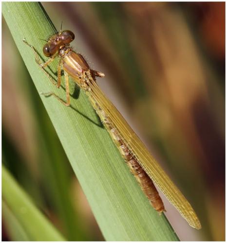 Réf. 195 725 : Erythromma najas
