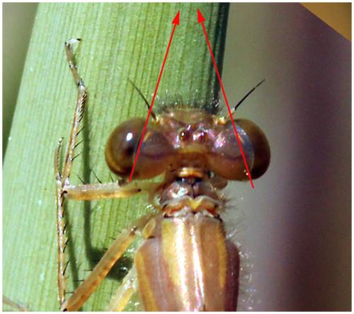 Erythromma najas