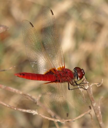 Urothemis signata