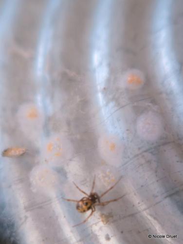 Steatoda triangulosa