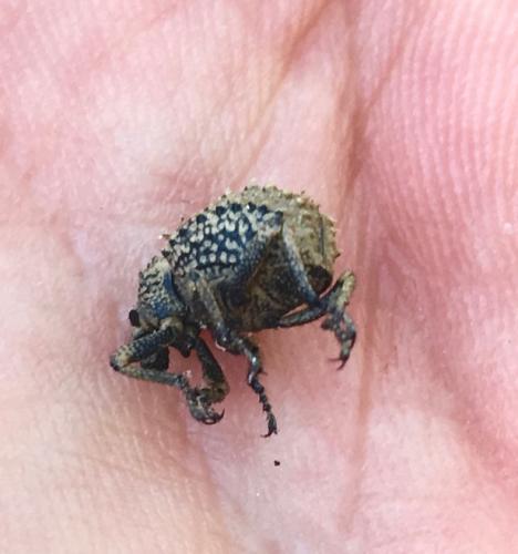 Brachycerus muricatus