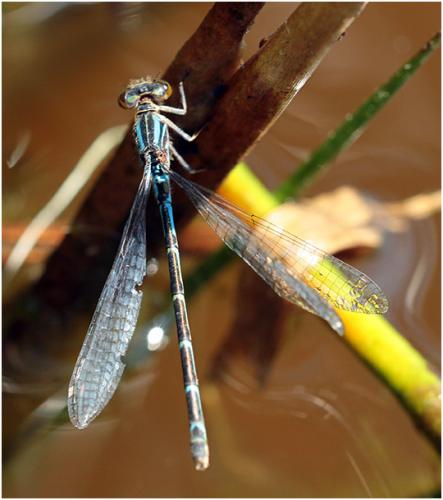 Enallagma cyathigerum