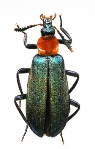 Prionocerus coeruleipennis