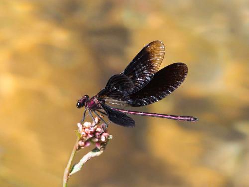 Calopteryx haemorrhoidalis