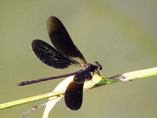 Calopteryx haemorrhoidalis