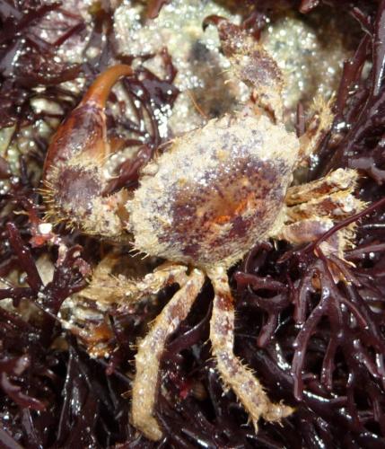 Pilumnus hirtellus