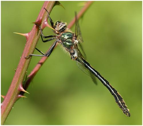 Oxygastra curtisii