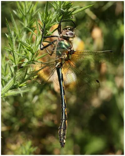 Oxygastra curtisii