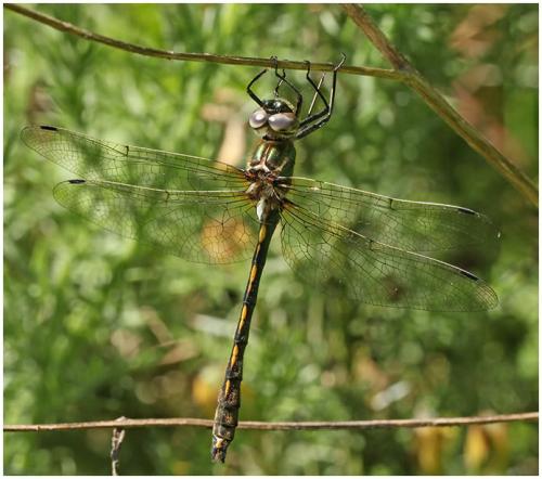 Oxygastra curtisii