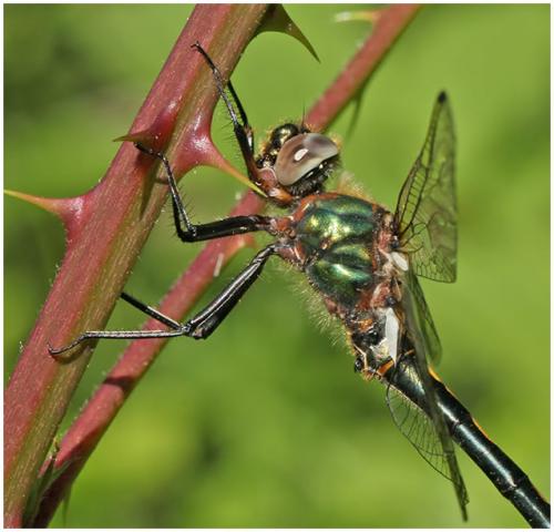 Oxygastra curtisii