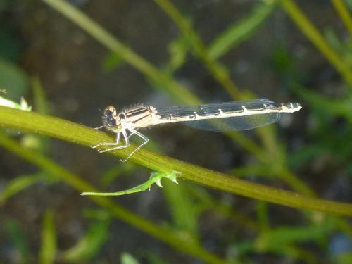 Enallagma cyathigerum