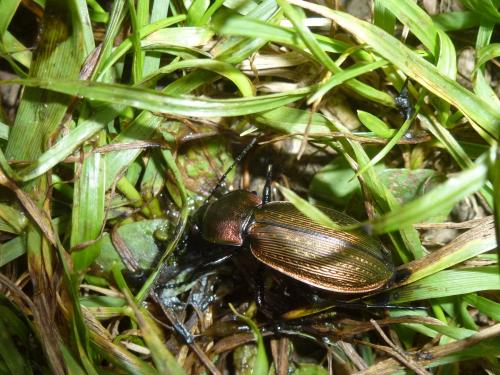 Carabus monilis
