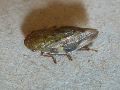 Aphrophora alni