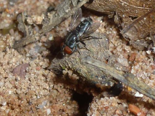 Réf. 195 293 : Miltogramma sp.