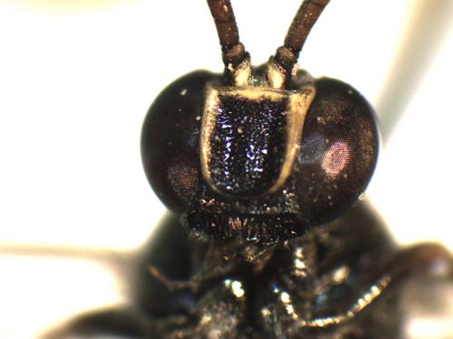 Réf. 195 429 : Metopius fuscipennis