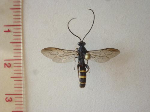 Metopius fuscipennis