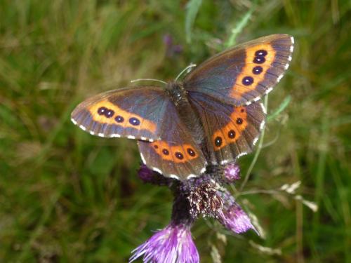 Erebia ligea
