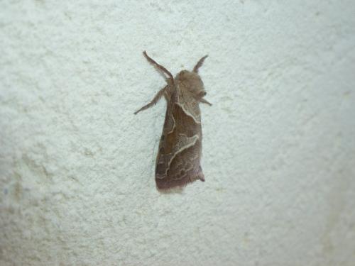 Triodia sylvina