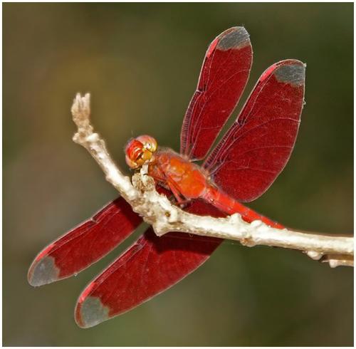 Neurothemis fulvia