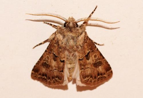 Réf. 195 695 : Agrotis bigramma