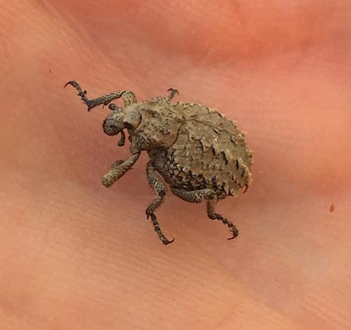 Brachycerus muricatus