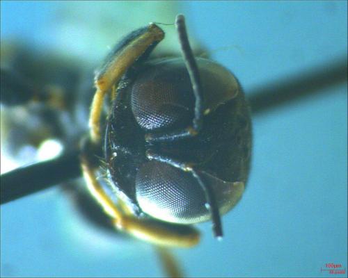 Crossocerus quadrimaculatus
