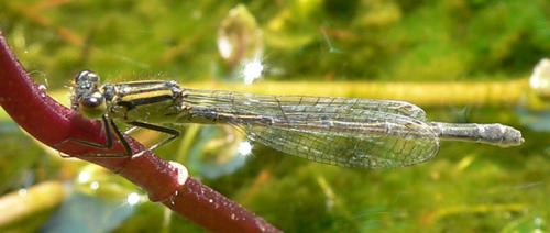 Ischnura elegans