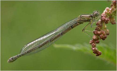Erythromma lindenii