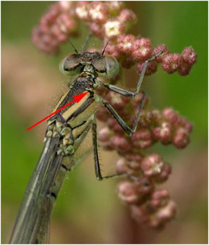 Erythromma lindenii
