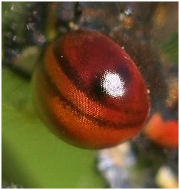 Pyrrhosoma nymphula