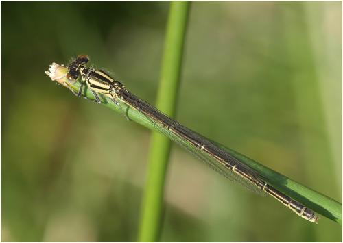 Erythromma lindenii