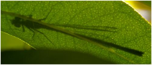 Pyrrhosoma nymphula