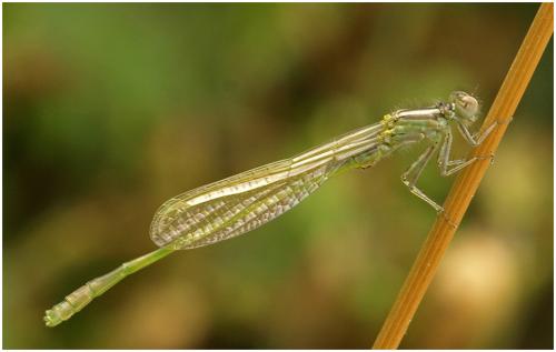 Ischnura elegans