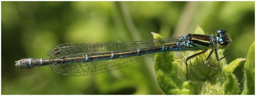 Coenagrion mercuriale