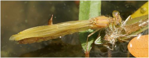 Erythromma najas