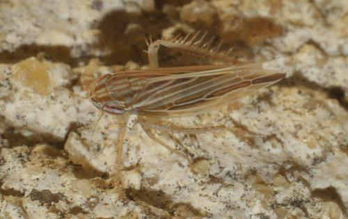 Réf. 195 523 : Mocydia crocea