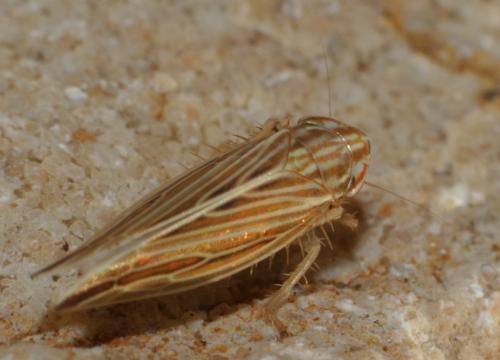 Réf. 195 524 : Mocydia crocea