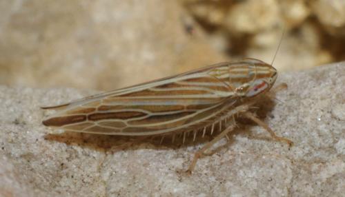 Réf. 195 522 : Mocydia crocea