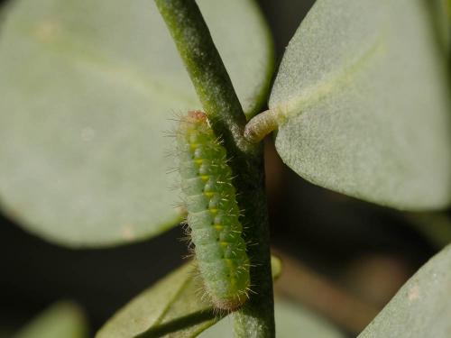 Réf. 195 303 : Zygaena fausta