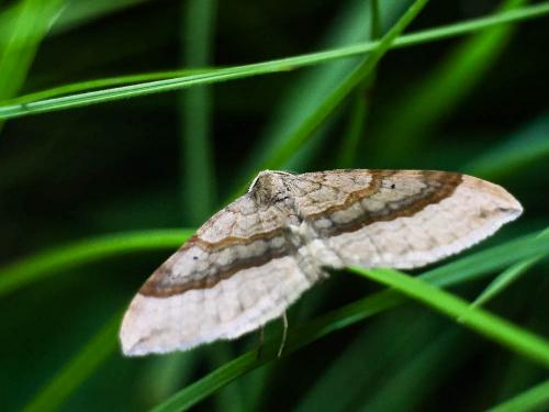 Réf. 195 756 : Scotopteryx chenopodiata