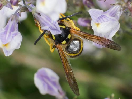 Dolichovespula sp.