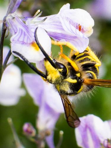 Dolichovespula sp.